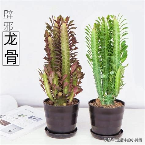 龍骨植物風水|【龍骨植物風水】龍骨花風水寓意與作用 